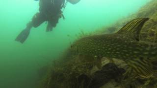 Huge pike carp and an unconventional ascent in Dosthill Quarry UK [upl. by Eillim19]