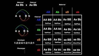 Genetics  Dihybrid Cross Example 2 [upl. by Tem]