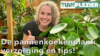 Alles wat je moet weten over de pannenkoekenplant Pilea 🌱  Verzorging en tips 💧  Tuinplezier [upl. by Annavoig]