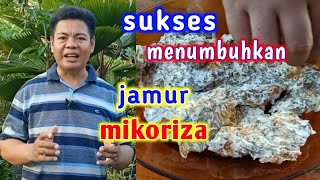 Cara Membuat Biang Jamur Mikoriza  IMO 1 bagian 2 [upl. by Aronos]