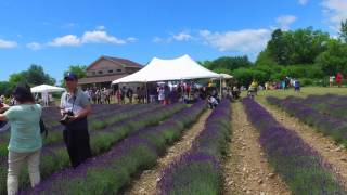 PEC lavender Festival Walk Through [upl. by Phipps]