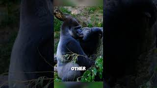 How Do Gorillas Interact Socially 🦍🦍🦍 [upl. by Anaig]