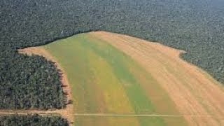 Urgent Warning Deforestation in the Amazon [upl. by Elyrehc]