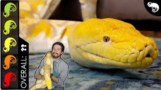 Reticulated Python The Best Pet Snake [upl. by Seel]