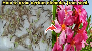 Grow Nerium oleander Plant from Seed at Home  How to Grow Kaner Plant Seed [upl. by Anoniw]