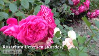 Rosarium Uetersen Kordes [upl. by Jonis808]