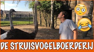 De grootste vogel ter wereld  DierenpraatTV [upl. by Cressi]