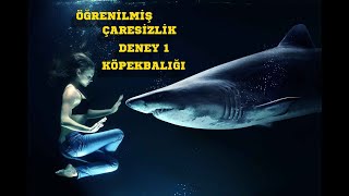 Öğrenilmiş Çaresizlik Sendromu Deneyi 1  Köpek Balığı [upl. by Gauldin]