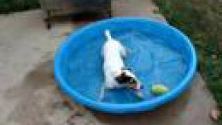 My Jack Russell Ace playing with his favorite ball [upl. by Ebsen]