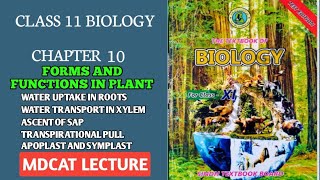 WATER AND MINERAL UPTAKE BY ROOT  APOPLAST AND SYMPLAST PATHWAY  ASCENT OF SAP  11 CLASS BIO [upl. by Ayat]