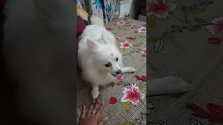 Choya nebe na amarbongqueen shortvideo doglover cute baby viralvideo [upl. by Gney]