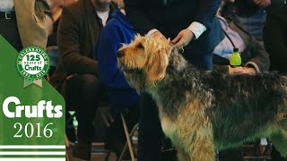 Otterhound  Exclusive Behind The Scenes with Best of Breed Winner  Crufts 2016 [upl. by Niemad294]