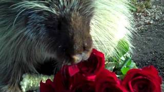 Teddy Bear the porcupine loves Valentines Day treats  With Desktop Subtitles [upl. by Strage134]