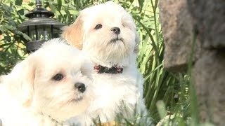 These Shichon Puppies Are Inseparable [upl. by Glanville716]