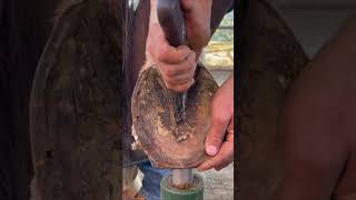 Horseshoe Cleaning  Nature Portal horseshoeing horse horses nature [upl. by Fife]