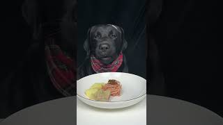 Teaming dumplings Black Labrador Cute dog debut plan Oh my god it smells so good [upl. by Limaa340]