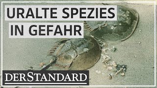 Pfeilschwanzkrebse Urzeitliche Spezies in Gefahr [upl. by Marutani]