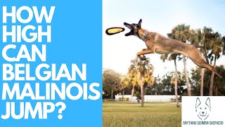 How High Can Belgian Malinois Jump [upl. by Adaj]