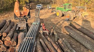 Buck Saw Down at Log Yard Bucking up Veneer Gold Walnut Trees by Hand [upl. by Lombardi]