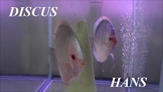 WATER CHANGES IN THE DISCUS HANS FISH HOUSE [upl. by Joseph522]