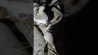 I CAUGHT MY FARM CATS EATING TOKAY GECKO 😲😲 [upl. by Remus277]