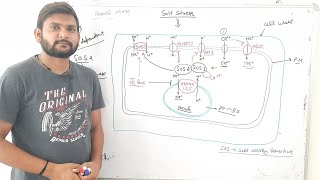 Salt stress Mechanism in plant cellCSIR NET [upl. by Kale]