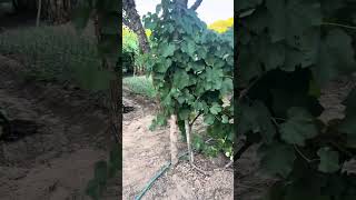 Organic fruit farming in Zambia farming short fruit organic [upl. by Krein758]