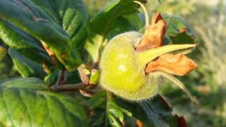 How to Grow Medlar The Movie [upl. by Annerb]