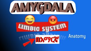 AMYGDALA Limbic system Neuroanatomy in amharic በአማርኛ [upl. by Body]