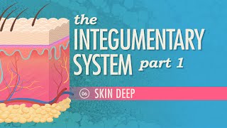 The Integumentary System Part 1  Skin Deep Crash Course Anatomy amp Physiology 6 [upl. by Gnouhk477]