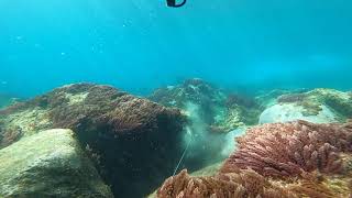 Spearfishing  São Jorge Azores [upl. by Obeng]