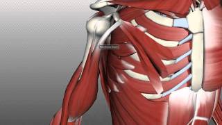 Muscles of the Upper Arm  Anatomy Tutorial [upl. by Elston]