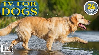 24 Hours The Best AntiAnxiety Music for Dogs Dog TV amp Prevent Boredom and Anxiety of Dogs [upl. by Bridget]