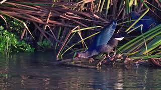 Gri Başlı Sazhorozu Greyheaded Swamphen Porphyrio poliocephalus [upl. by Esenwahs]