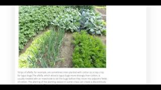 Traditional Permaculture Pest Control Methods [upl. by Halstead]