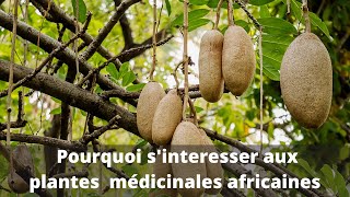 Pourquoi sintéresser aux plantes médicinales africaines 🍀🌱🌿 [upl. by Nathalie]