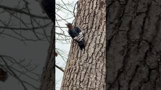 LOOK 👀  Baby Red headed woodpecker [upl. by Valdas276]