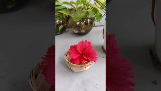 Hibiscus Teaசெம்பருத்தி பூ டீ herbs hibicus reduce blood pressure garden terracegarden [upl. by Sokul]