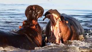 Walczące hipopotamy w Delcie Okavango  Hippos fighting on the Okavango Delta [upl. by Alitha941]