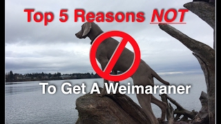 Top 5 Reasons NOT To Get A Weimaraner [upl. by Oberheim760]