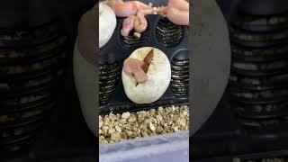 Baby Ball Python Hatching [upl. by Orteip]