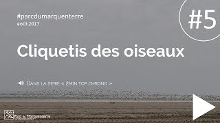 Cliquetis des oiseaux au Marquenterre [upl. by Ocinemod]