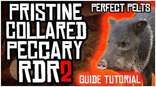 HOW TO FIND PRISTINE COLLARED PECCARY HOGS AND GET PERFECT PELTS IN RED DEAD REDEMPTION 2 [upl. by Isabea88]