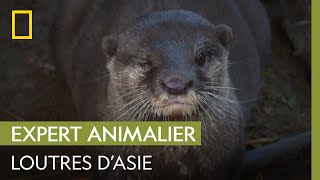 Une loutre dAsie attend des bébés   UNE SAISON AU ZOO [upl. by Kelli]