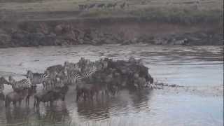 Great Wildebeest Migration  Kenya 2012 Maasai Mara [upl. by Pegasus]