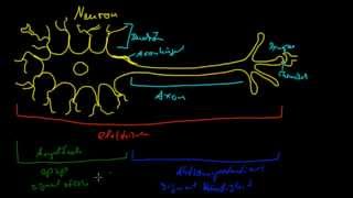 Neurobiologie  1 Aufbau einer Nervenzelle [upl. by Ennayelhsa585]