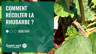 TUTO Comment récolter ma rhubarbe   Jardinerie Gamm vert [upl. by Yllime]