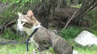 Cat Travels in a Forest in the Mountains [upl. by Sivehc]