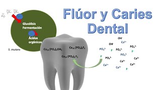 ¿Cómo protegen los fluoruros contra la caries dental [upl. by Aihsemek]