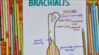 Brachialis Muscle  Upper Limb [upl. by Kain]